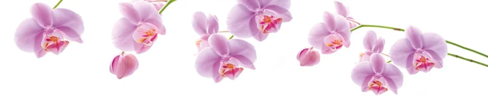 Model #150466