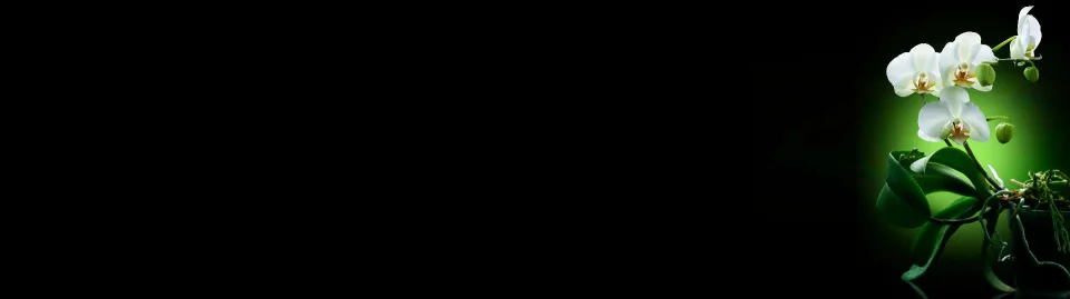 Model #153762