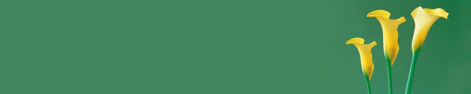 Model #154153